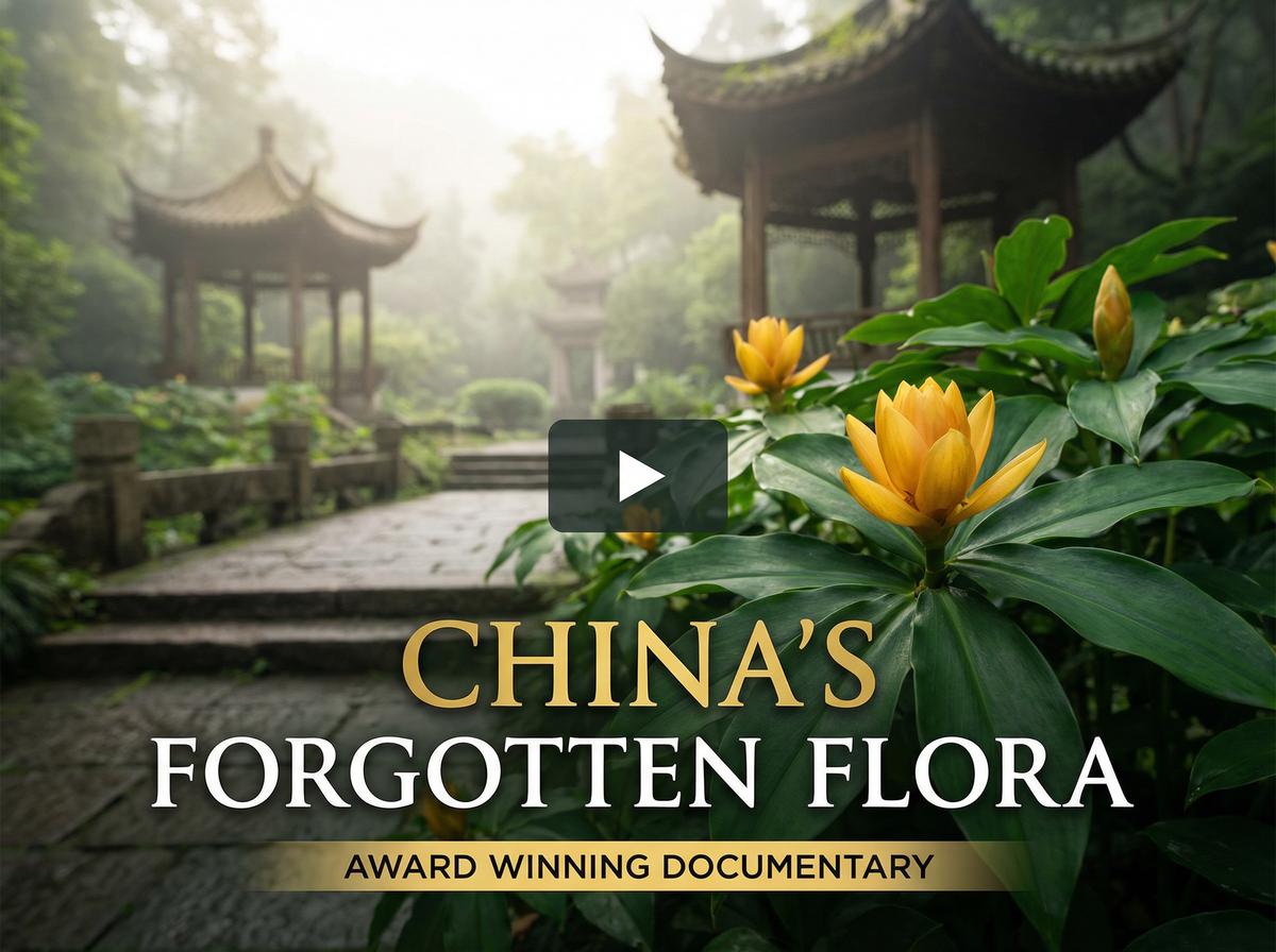 草莓视频获奖视频-中国消失的植物纪录片